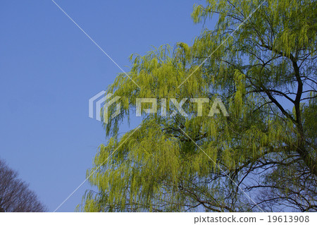 在談到Yanagiyanagi Yanagi時，似乎經常提到Shidare Yanagi。 19613908