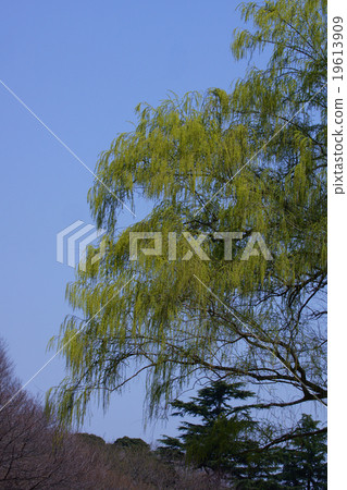 在談到Yanagiyanagi Yanagi時，似乎經常提到Shidare Yanagi。 19613909