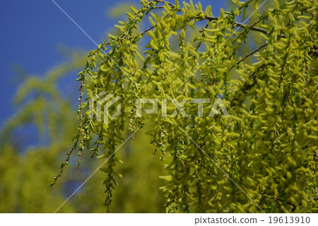 在談到Yanagiyanagi Yanagi時，似乎經常提到Shidare Yanagi。 19613910