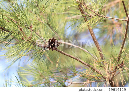 松樹 松樹 19614129