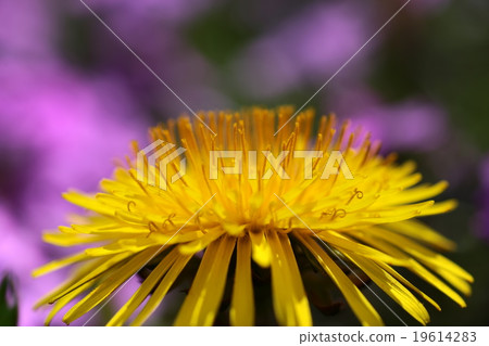 Dandelion Dandelion 19614283