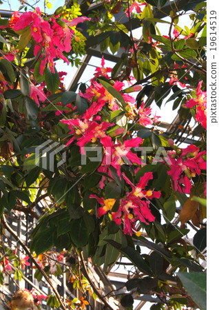 Tokkurikiwata 19614519