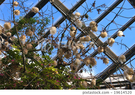 Tokkurikiwata 19614520