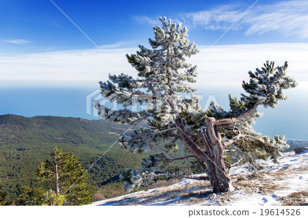 Panorama view from Ai-Petri mountain. Crimea Panorama view from Ai-Petri mountain. Crimea 19614526