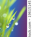 drop on spring grass  19615145