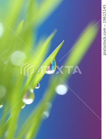 drop on spring grass  19615145