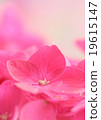 pink hydrangea 19615147