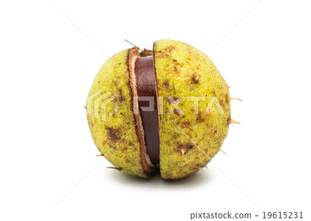 fruit chestnut 19615231