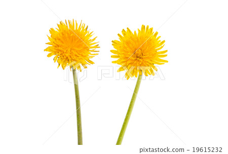 dandelion dandelion 19615232