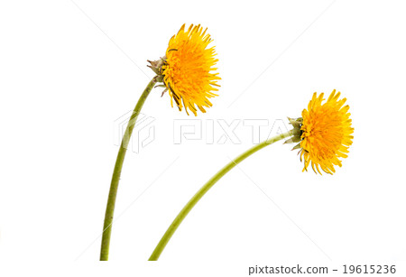 dandelion 19615236