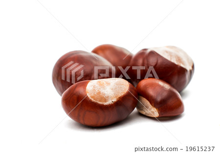 fruit chestnut 19615237