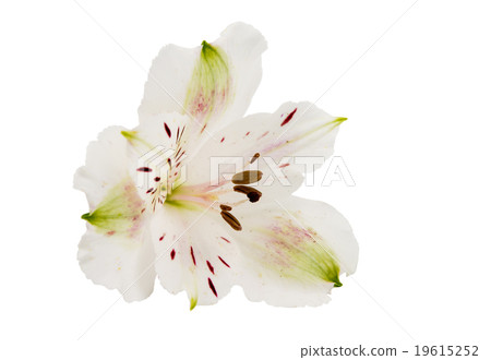 white Alstroemeria 19615252