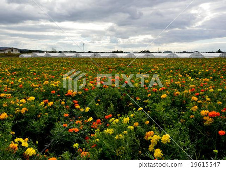 Scenery of a flower garden 19615547