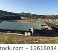 farm 19616034