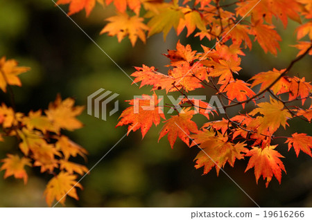 秋天的樹葉 19616266