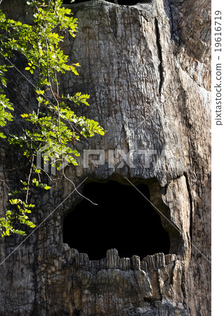 Big hollow tree in zoo 19616719