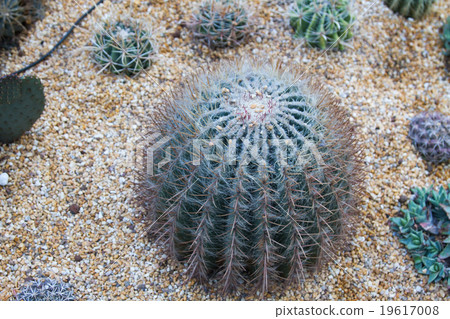 Cactus planted in an arid botanical garden Cactus planted in an arid botanical garden 19617008