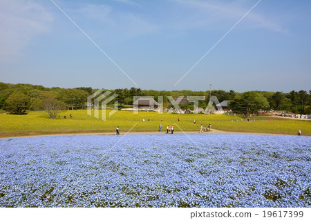 茨城縣Hitachinaka市政府擁有的三原山的日立海濱公園Nemofira 茨城縣Hitachinaka市政府擁有的三原山的日立海濱公園Nemofira 19617399