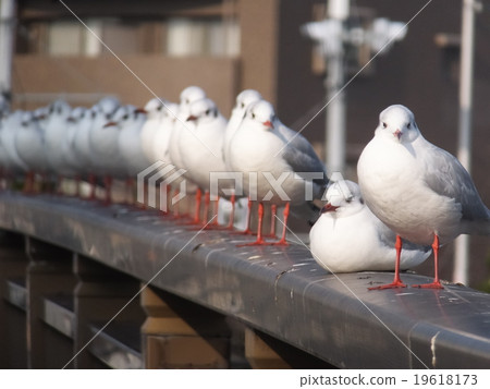 阿拉伯海鷗 19618173