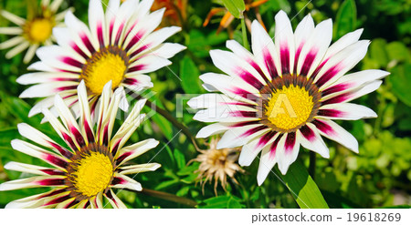 Beautiful background of garden flowers Beautiful background of garden flowers 19618269