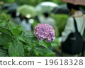 Hydrangea and matrix 19618328