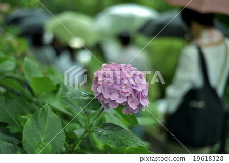 Hydrangea and matrix 19618328