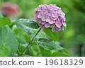 hydrangea   19618329