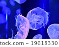 jellyfish 19618330