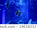 Angelfish  19618332