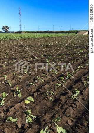 Field of autumnal weather Field of autumnal weather 19618920