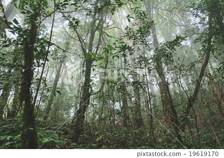 Tropical forest 19619170