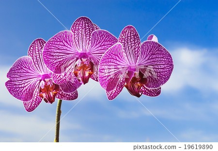 orchid 19619890