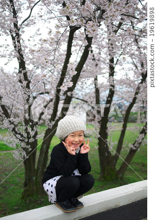 櫻花在背景中 19619898