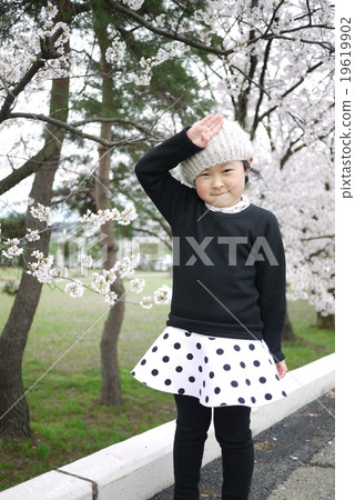 Cherry blossoms in the background Cherry blossoms in the background 19619902