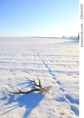 Horn and footprint of snowy field and deer Horn and footprint of snowy field and deer 19620497