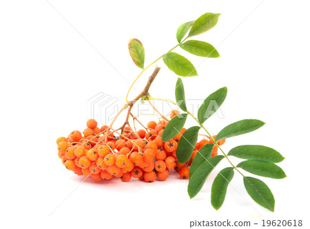 .rowanberry .rowanberry 19620618