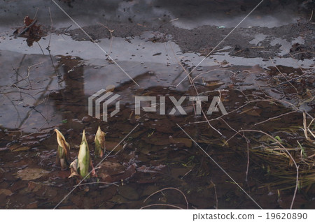 冬季水生植物 19620890