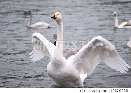 新潟縣三條市的天鵝 19620918