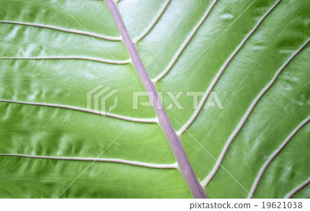 caladium 19621038