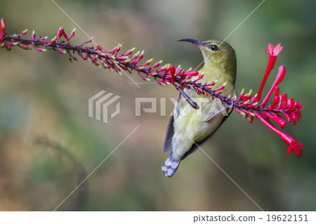 birds birds 19622151