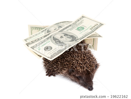 hedgehog of dollars 19622162