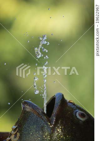 Fountain spraying water aquarium Fountain spraying water aquarium 19622967