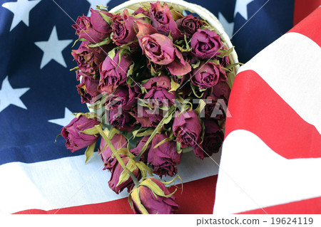 US flag rose flower 19624119