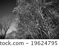 樹木 19624795