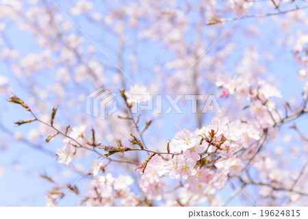 櫻花（分支高鍵） 19624815