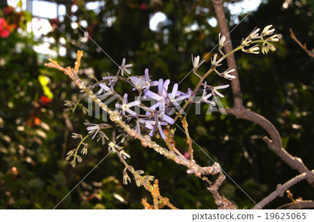 Petrea · Volvilis 19625065