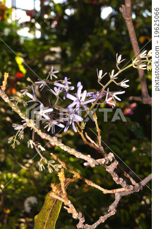 Petrea·Volvilis 19625066