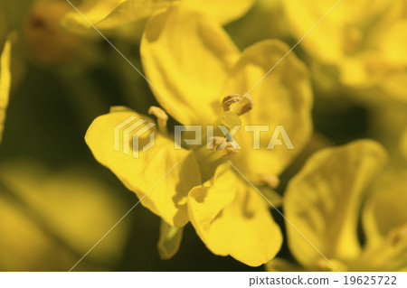 強姦花花 強姦花花 19625722