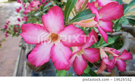 Tropical flower Pink Adenium. Desert rose. 19626582