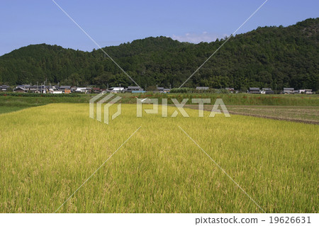 稻田農村水稻種田山 稻田農村水稻種田山 19626631